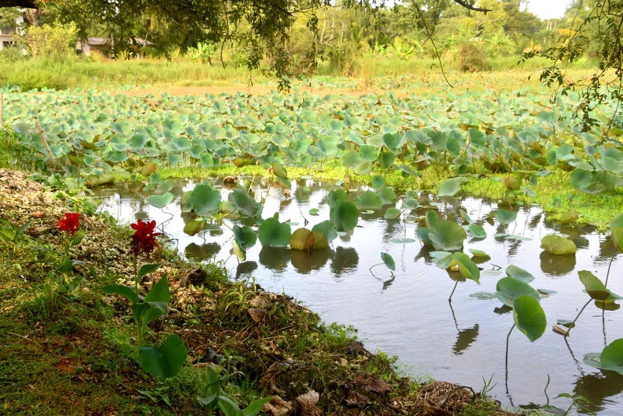 Meegahapokuna Resort Anuradhapura Exteriör bild