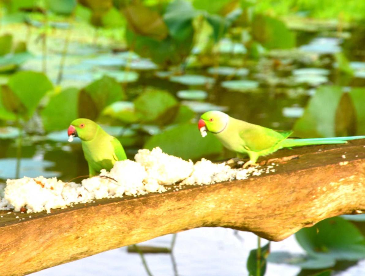 Meegahapokuna Resort Anuradhapura Exteriör bild