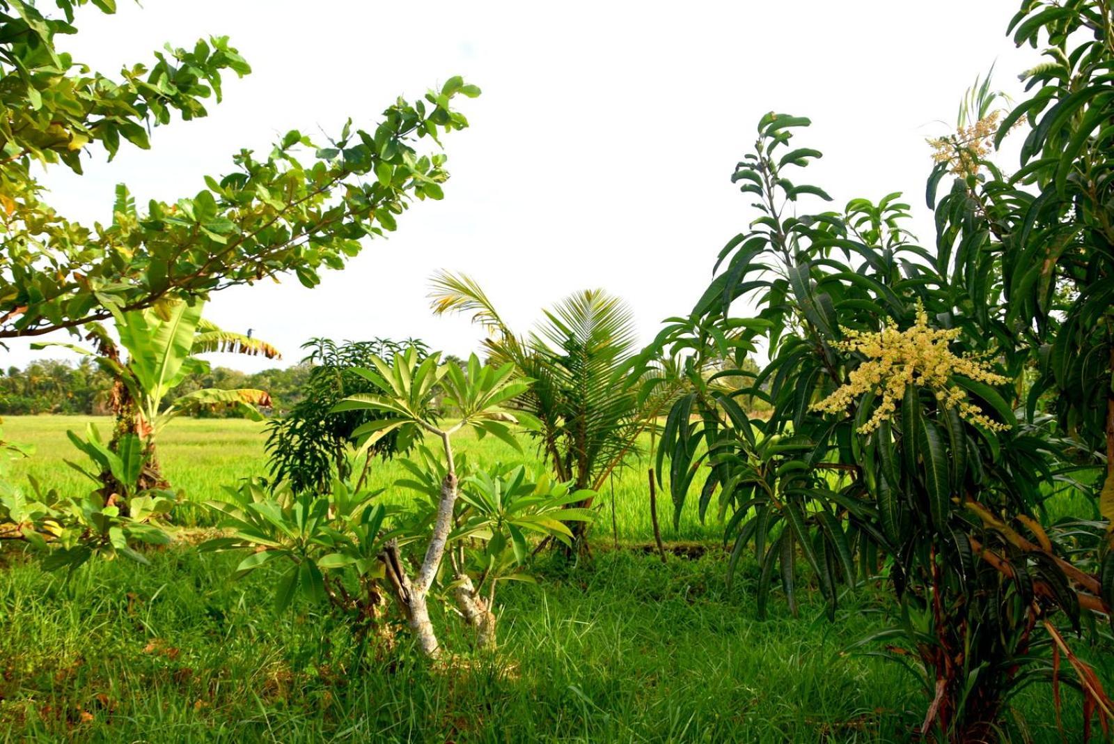 Meegahapokuna Resort Anuradhapura Exteriör bild